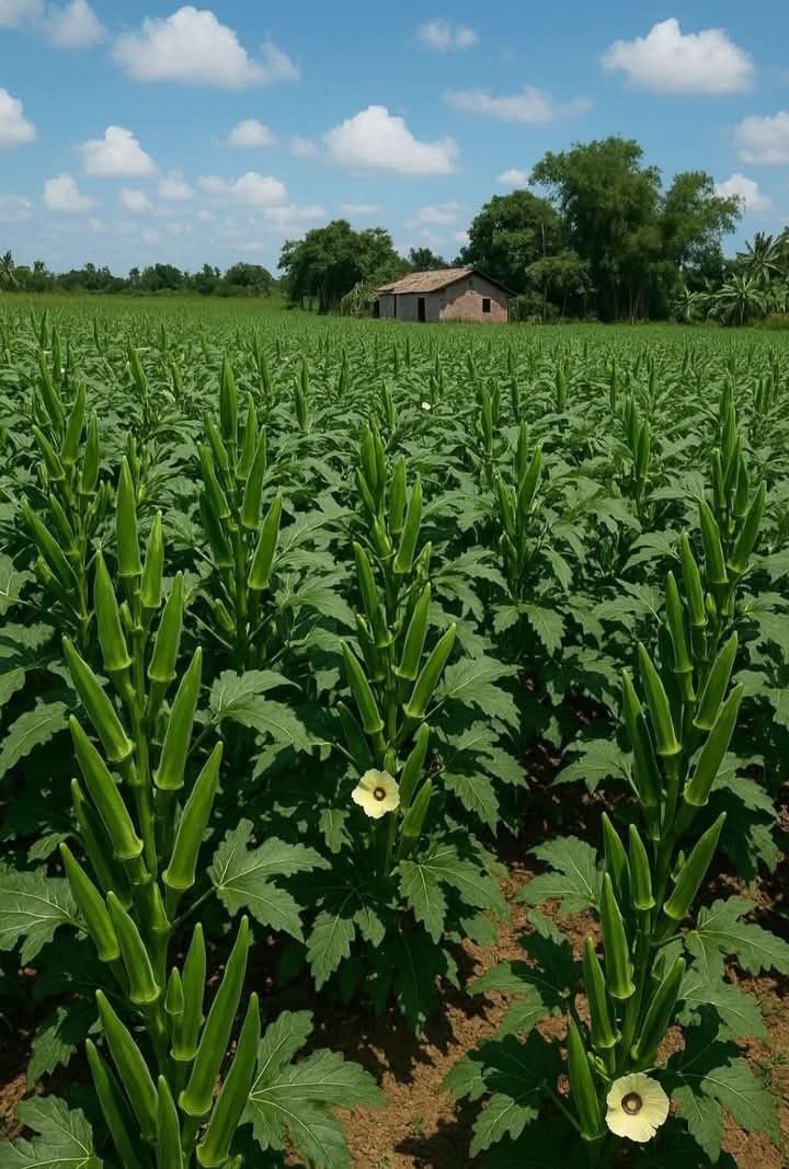 MANIRAFASHAAlb2's tweet photo. Okra farming needs warm weather, fertile well-drained soil, and regular watering. Plant seeds with proper spacing, apply manure or fertilizer, control pests and weeds, and harvest tender pods after 45–60 days for good yield. https://t.co/pdZl4qA91O