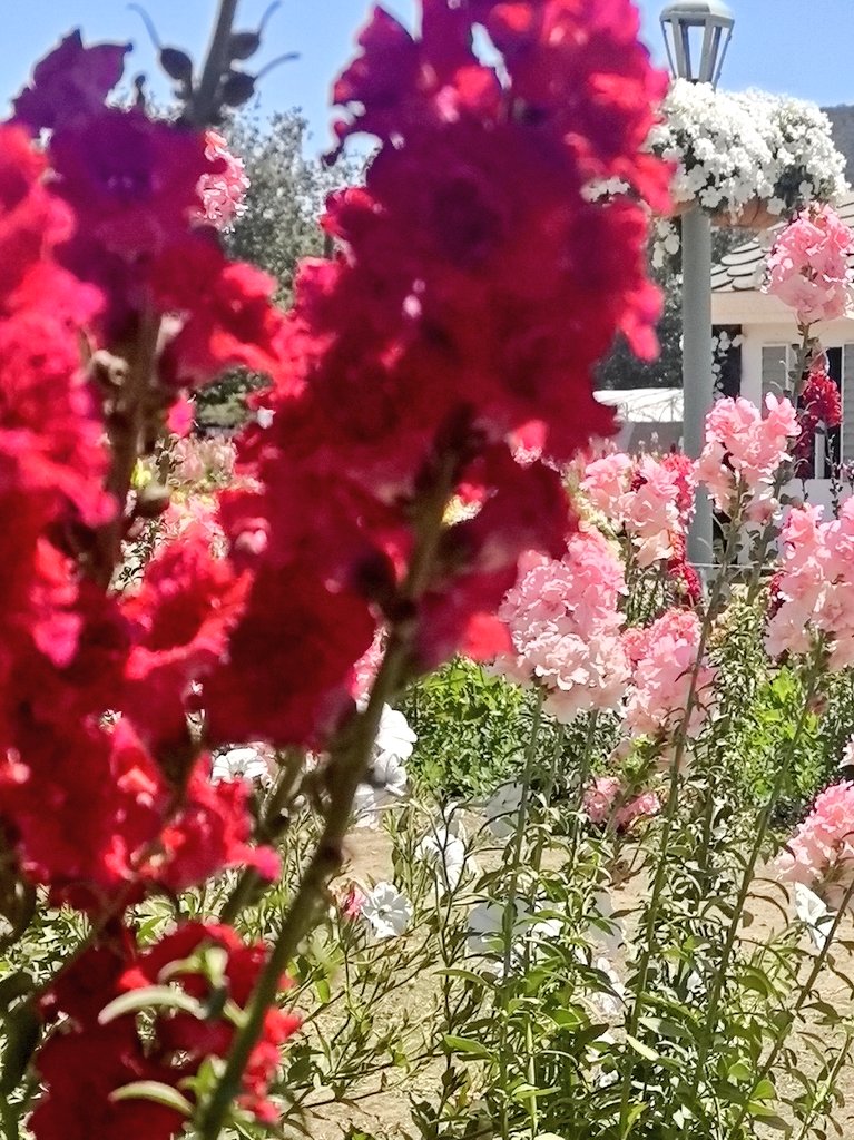 joab_ca's tweet photo. Viéndote florecer... https://t.co/7QYv9DgtIU