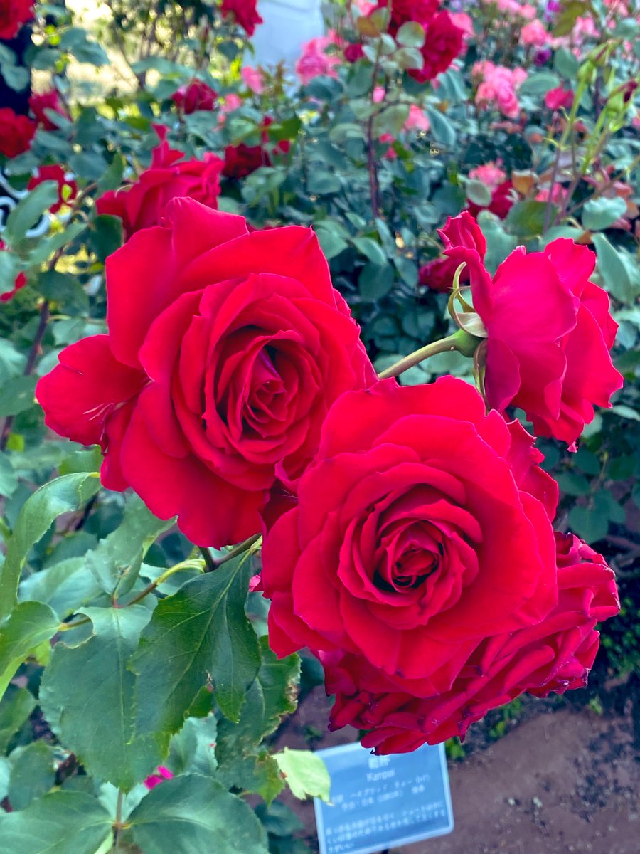 NoeLy_FPS's tweet photo. 🌹 https://t.co/q8bRJaBbJ0