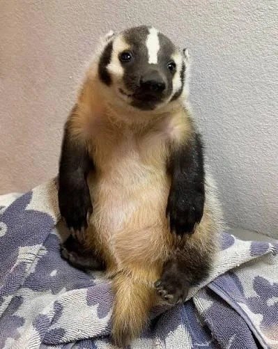 Bicklebee Dinglewinkle tweet media