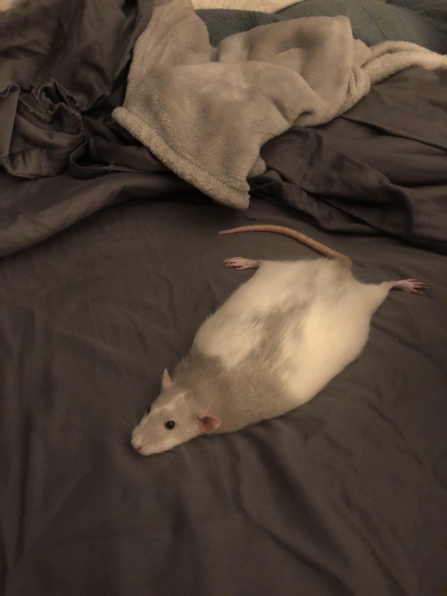 Rats tweet media