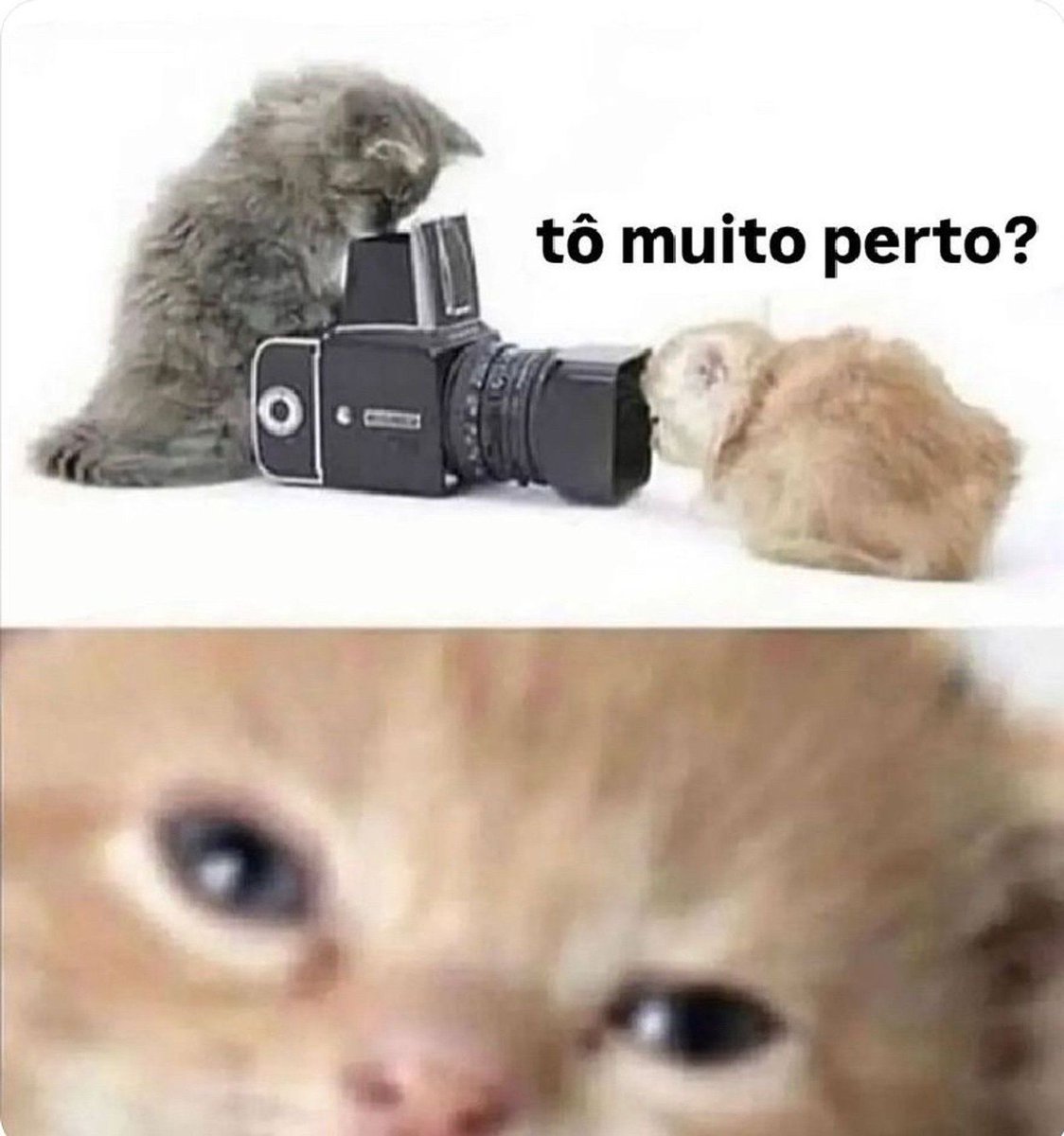 memes.jpeg tweet media