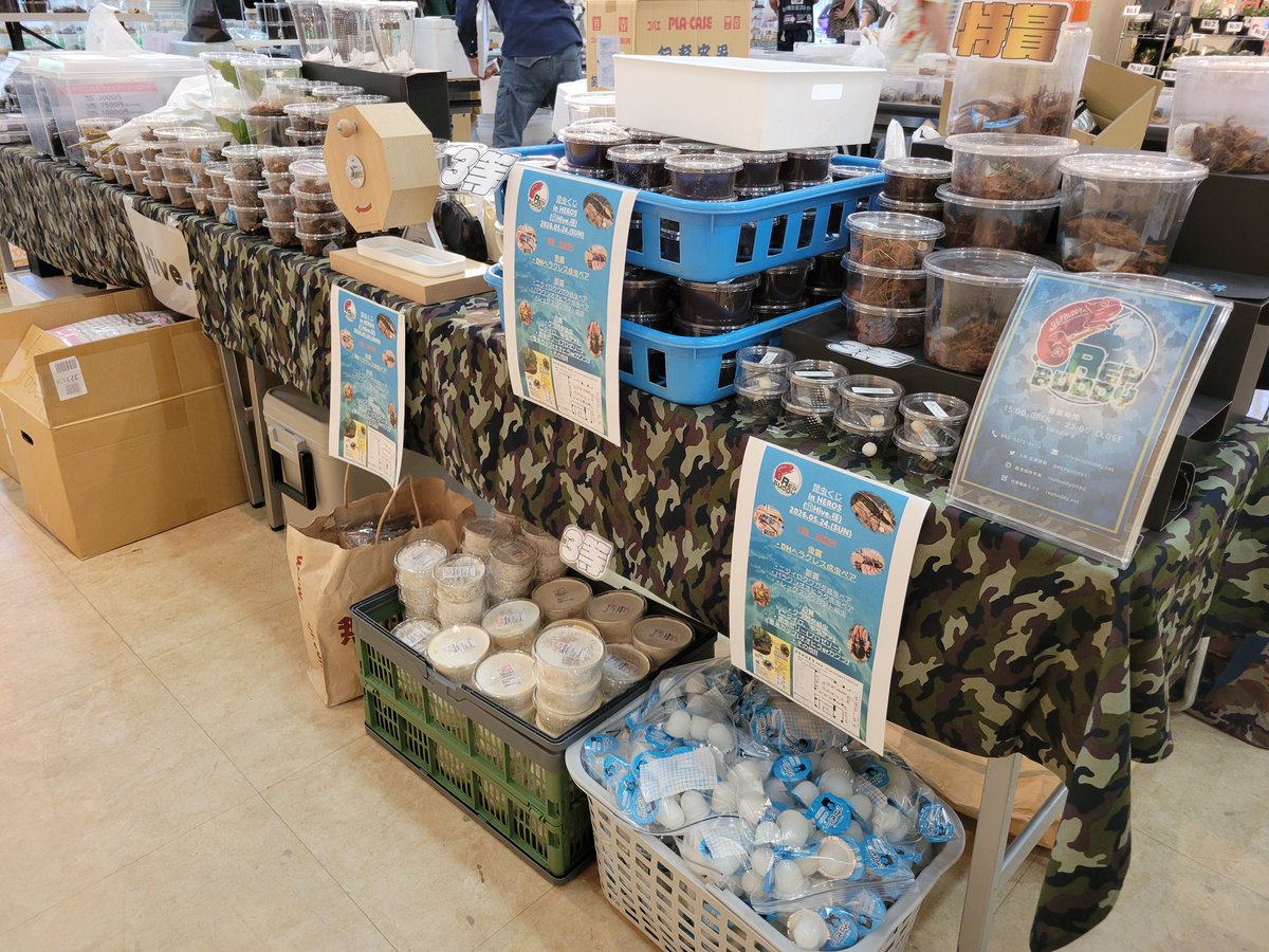 repbuddy0080's tweet photo. 今日はカブクワ即売会HEROESに出店しております🐸
昆虫くじと各種生体販売！！
Hive.様とざくっちゅ様との合同ブース！！
宜しくお願いお願いします🫡✨ https://t.co/tAUqK90n21