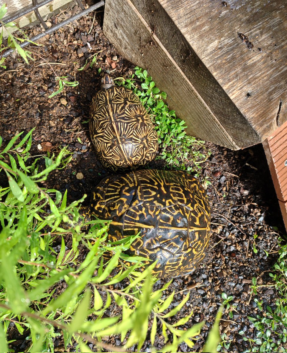 ALinkoFLorida's tweet photo. 遠目から見ると保護色ですね。
#Terrapenecarolinabauri #FloridaBoxTurtle
#フロリダハコガメ https://t.co/KYQkLkXTt4
