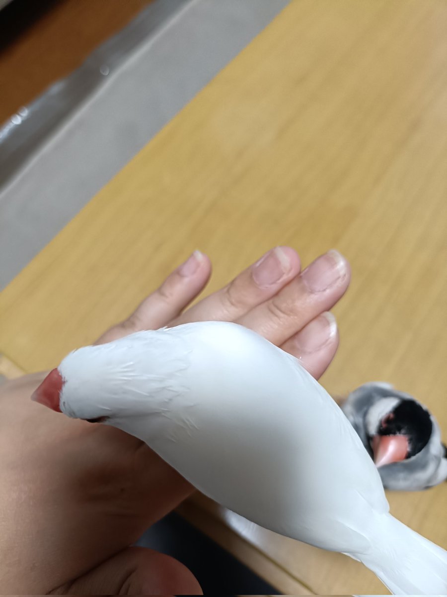 birds_ASSA's tweet photo. 毎年思うが、この羽根の生え変わり時期のこのパリパリをほぐしてあげたい！すごいほぐしたい！後頭部は届かんよね！やってあげたい！しかしこのお嬢様は本当に触らせてくれない。　#文鳥 https://t.co/NaH6ZCt4SX