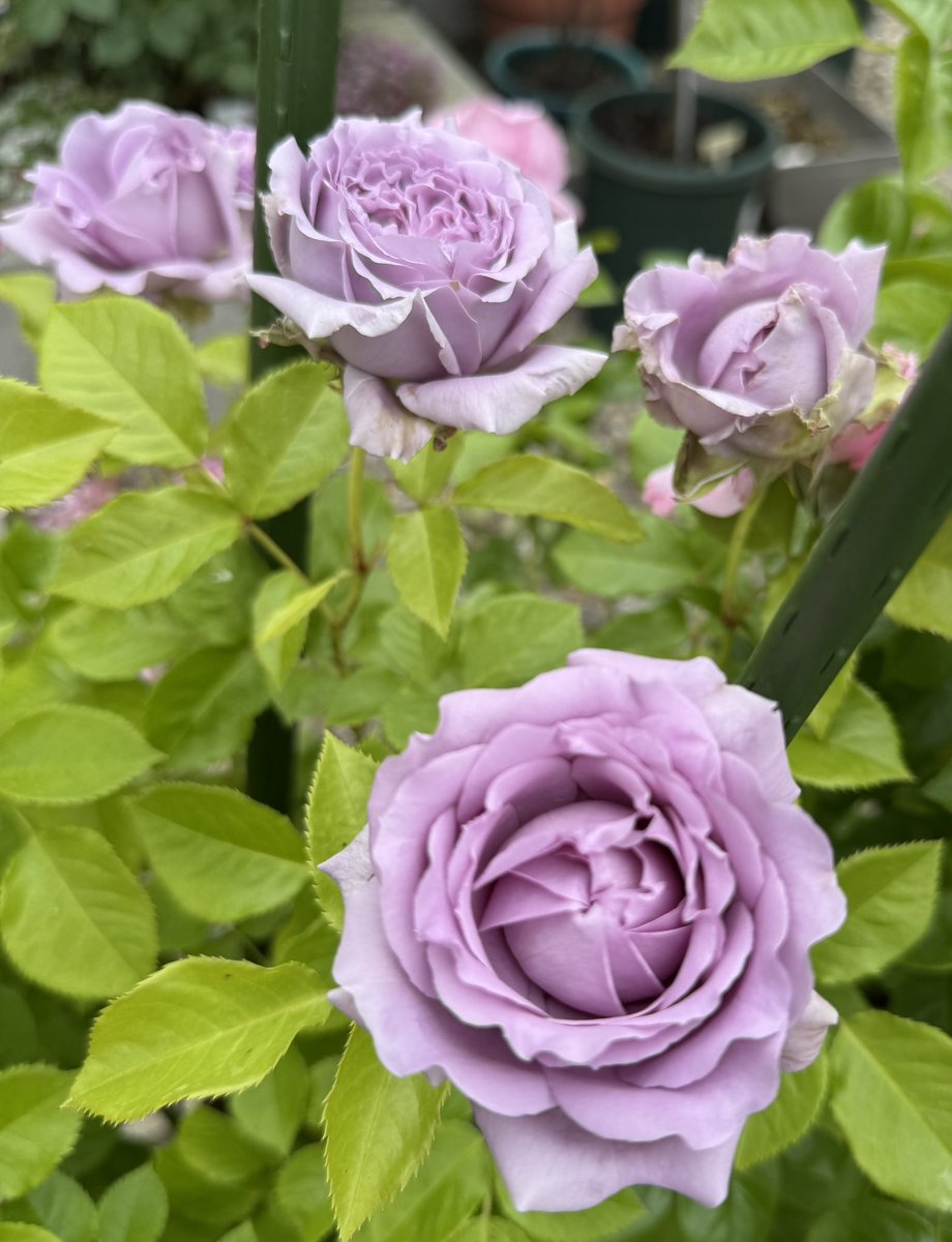 PlumRose tweet media