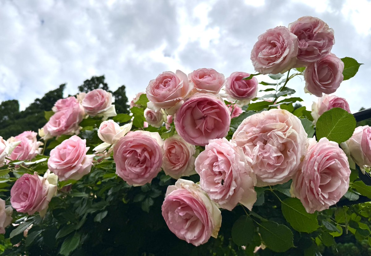 PlumRose tweet media