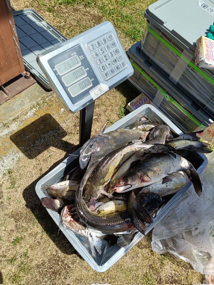 tk8t183259's tweet photo. 霞ヶ浦
釣り魚有効活用
28匹！ https://t.co/rN0dsCjIXW