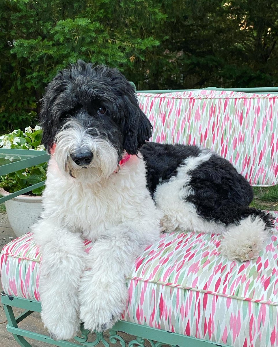 adamcoltsmith's tweet photo. @therealmcnair I’ve got a Sheepadoodle and she’s also a great companion. Incredible with the kids. We don’t deserve the love dogs give us. https://t.co/X4LHeUOq1z