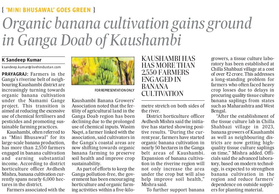 KSK007's tweet photo. {'Mini Bhusawal' goes green}
Organic banana boom in Kaushambi's Ganga belt
#UttarPradesh #Kaushambi #organicfarming #BananaCultivation https://t.co/T8TnnbucZK