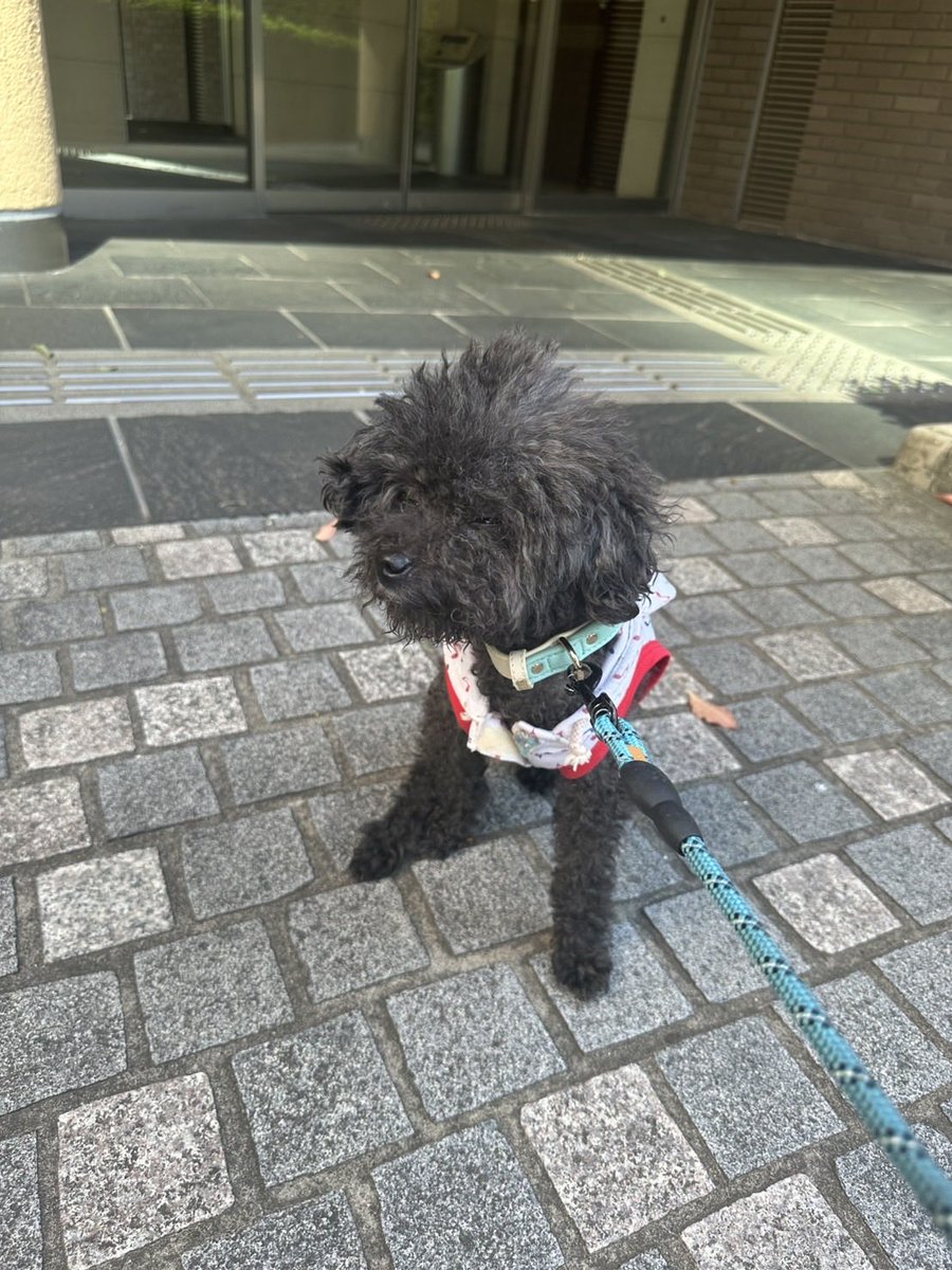 てん🐕🦺SODLAND tweet media