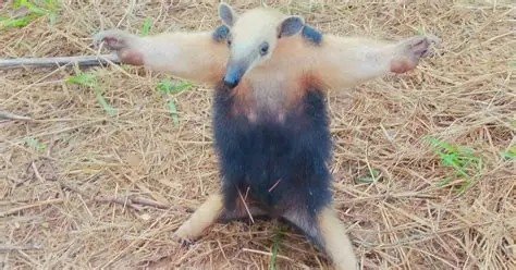 Bicklebee Dinglewinkle tweet media