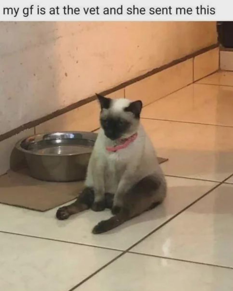 Punch Cat tweet media