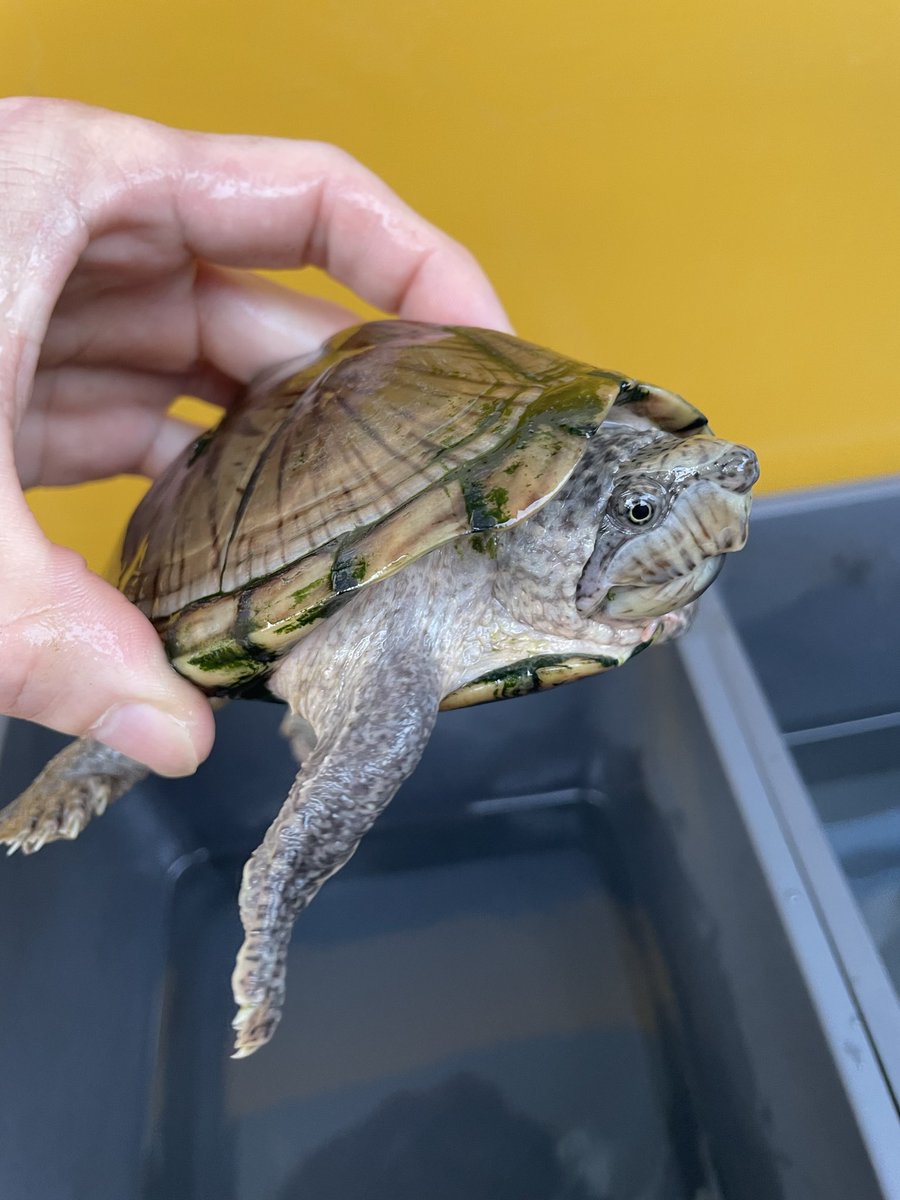 csirha57's tweet photo. 販売

カブトニオイガメ　♂×1、♀×4
5匹セット

♂は、
甲長約13cm
体重　360g

♀①は、
甲長約13.5cm
体重　455g

♀②
甲長約96㎜
③         98㎜
④          86㎜

5匹セットになります！
金額は、88000円です。

♀①とは、交配確認済みです。

お気軽に問い合わせください！ https://t.co/eaLBeYPCmZ