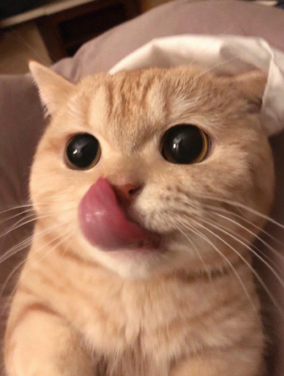 Cat is life ~猫は人生~ tweet media