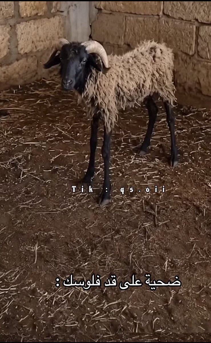 HAN Alqahtani.#Danilo_Pereira🐐 tweet media