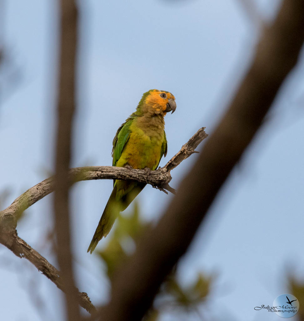 euthusiastic's tweet photo. Trip Report: Curaçao—one lifer, murals filled with birds, and even a Blue‑tailed Emerald feeding in the city square.  Trip report ➡️ [https://t.co/m4cj3IZkAP
]
#BirdingLife #BirdsCaribbean #CuracaoBirding #BlueTailedEmerald #UrbanBirding #WildlifePhotography #AvianAdventures https://t.co/zDIzbRNh8n