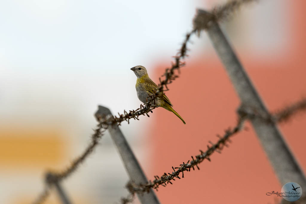 euthusiastic's tweet photo. Trip Report: Curaçao—one lifer, murals filled with birds, and even a Blue‑tailed Emerald feeding in the city square.  Trip report ➡️ [https://t.co/m4cj3IZkAP
]
#BirdingLife #BirdsCaribbean #CuracaoBirding #BlueTailedEmerald #UrbanBirding #WildlifePhotography #AvianAdventures https://t.co/zDIzbRNh8n