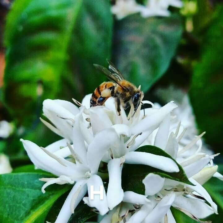 CheritoCafe's tweet photo. It's that time of the year 🇸🇻☕🧡⚡😎🙏 #biokropproject #farmtocupcoffee https://t.co/pMKoJJfkZy