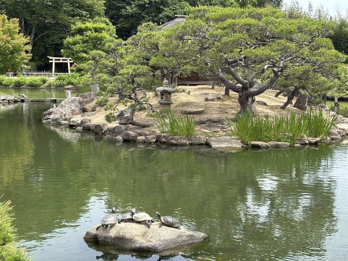 jamdLove's tweet photo. 後楽園🐢
これで三大庭園制覇𛰙᭜𖫴𖫰𖫱𖫳𖫲𖫲𖫳𖫴𖫰𖫱꛰ ᭜𖫴𖫰𖫱𖫳𖫲𖫲𖫳𖫴𖫰𖫱꛰ʕᨦ https://t.co/G229JIeCm2