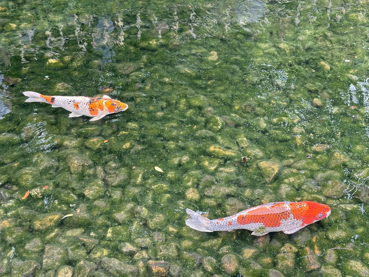 jamdLove's tweet photo. 後楽園🐢
これで三大庭園制覇𛰙᭜𖫴𖫰𖫱𖫳𖫲𖫲𖫳𖫴𖫰𖫱꛰ ᭜𖫴𖫰𖫱𖫳𖫲𖫲𖫳𖫴𖫰𖫱꛰ʕᨦ https://t.co/G229JIeCm2
