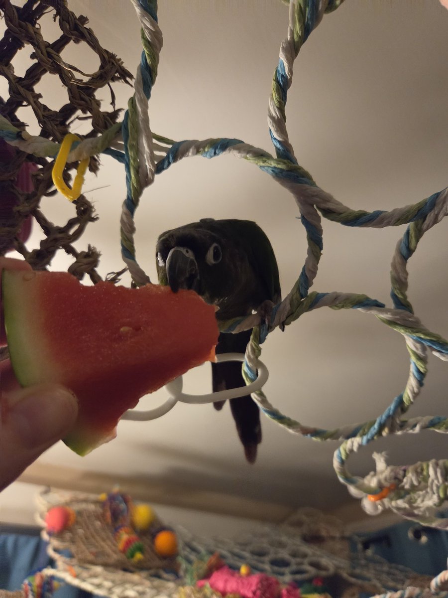 PepperNPals's tweet photo. Let's try some watermelon https://t.co/7ze3ihhLiX