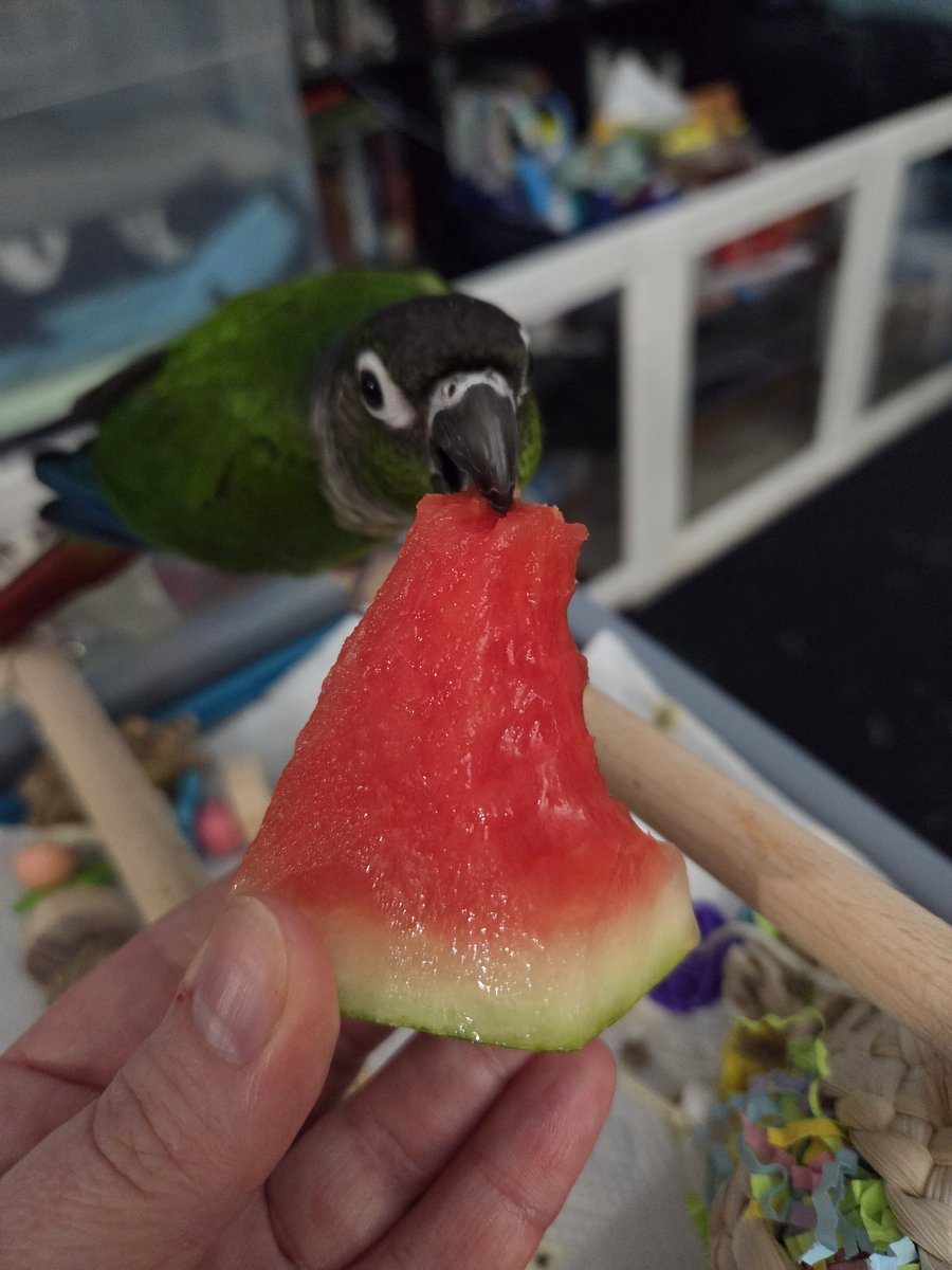 PepperNPals's tweet photo. Let's try some watermelon https://t.co/7ze3ihhLiX