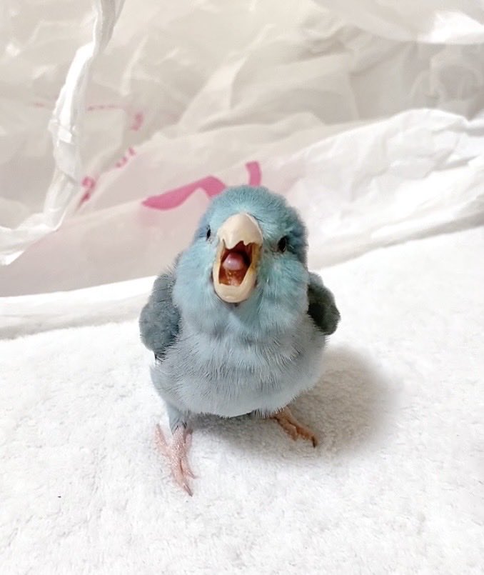chopper-* tweet media