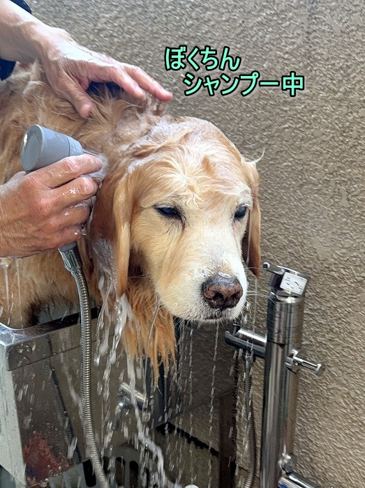 movisasu's tweet photo. 拭き上げの便利グッズだよ🐶  https://t.co/YbZNzQoj7L https://t.co/5obx7V4UqS