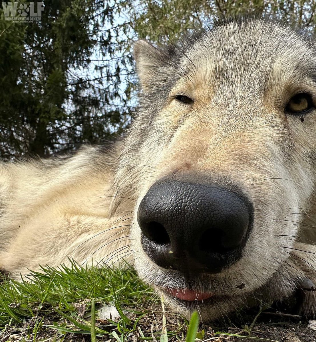 woof "pronouns" woofington tweet media