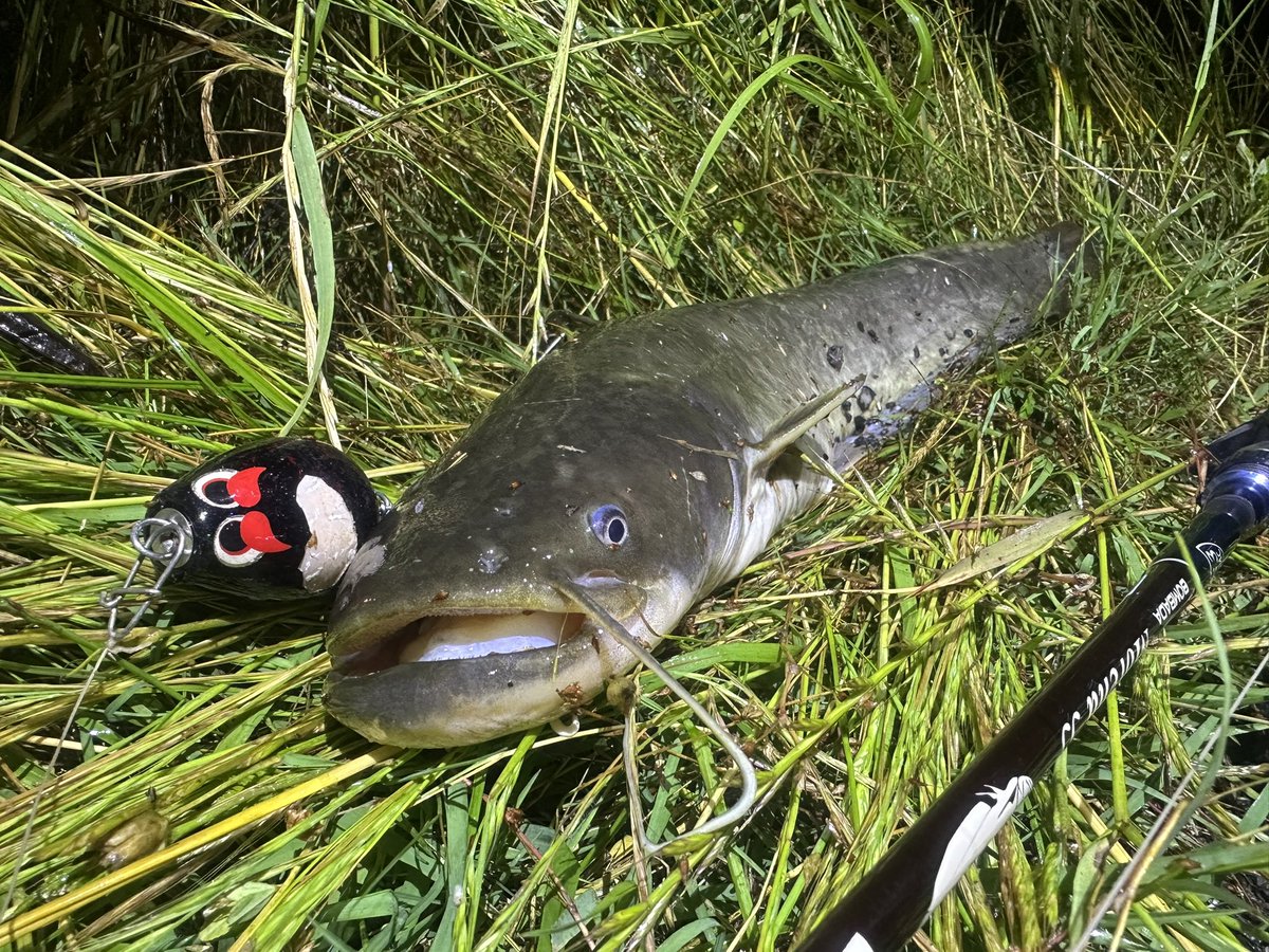 Mituki4423's tweet photo. ��つぶりかにナマズ釣り
それでも釣れるデカポップ凄い
#デカポップ
#マサ工房
#ナマズ釣り https://t.co/Tngc8NFT2b