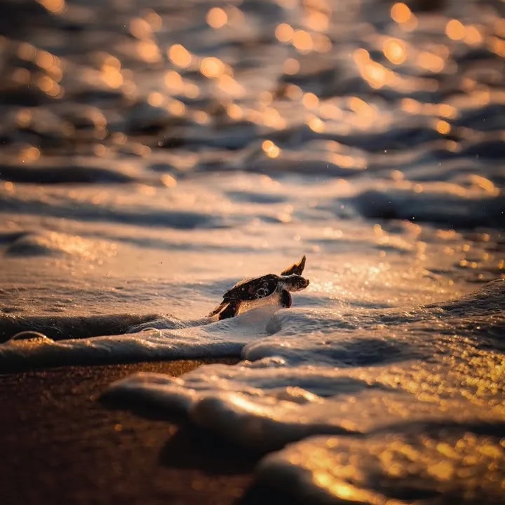 Ocean Conservancy tweet media