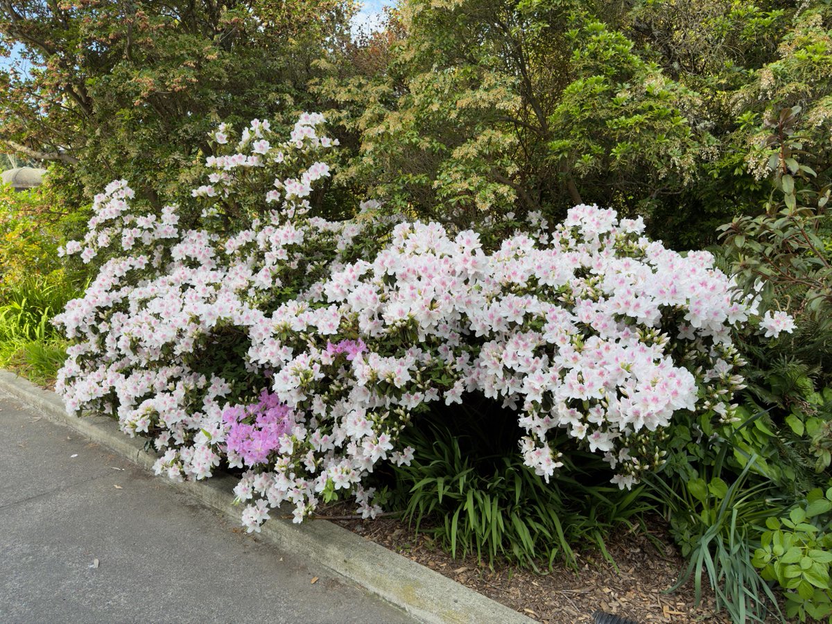 TravisTubbs's tweet photo. The backlog continues with three separate posts from a single day in the Ballard neighborhood. Let’s start with a photo dump of the Carl S. English Jr. Botanical Garden.

More on the site as usual, maybe even a bonus video. https://t.co/syt3Hyh1vx https://t.co/VrlcqbN9oR