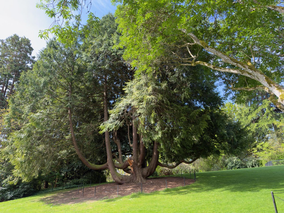 TravisTubbs's tweet photo. The backlog continues with three separate posts from a single day in the Ballard neighborhood. Let’s start with a photo dump of the Carl S. English Jr. Botanical Garden.

More on the site as usual, maybe even a bonus video. https://t.co/syt3Hyh1vx https://t.co/VrlcqbN9oR