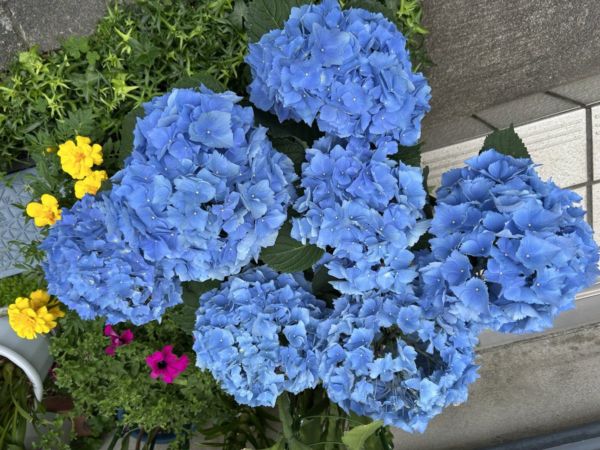 紫陽花 #hydrangea