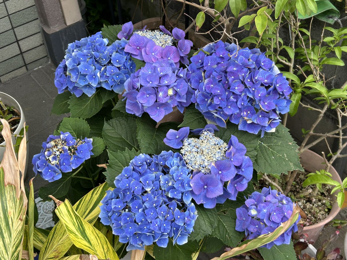 jie 紫陽花 紫陽花 #hydrangea