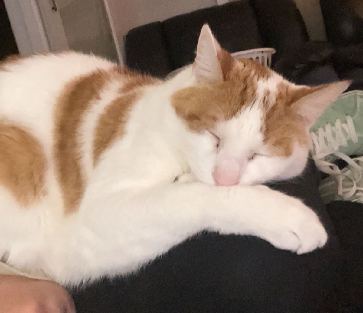 xFallenDelta's tweet photo. Vtuber vs Pets

i’ve definitely got too many but take my sweet lil boy thor https://t.co/CQz155MU2V