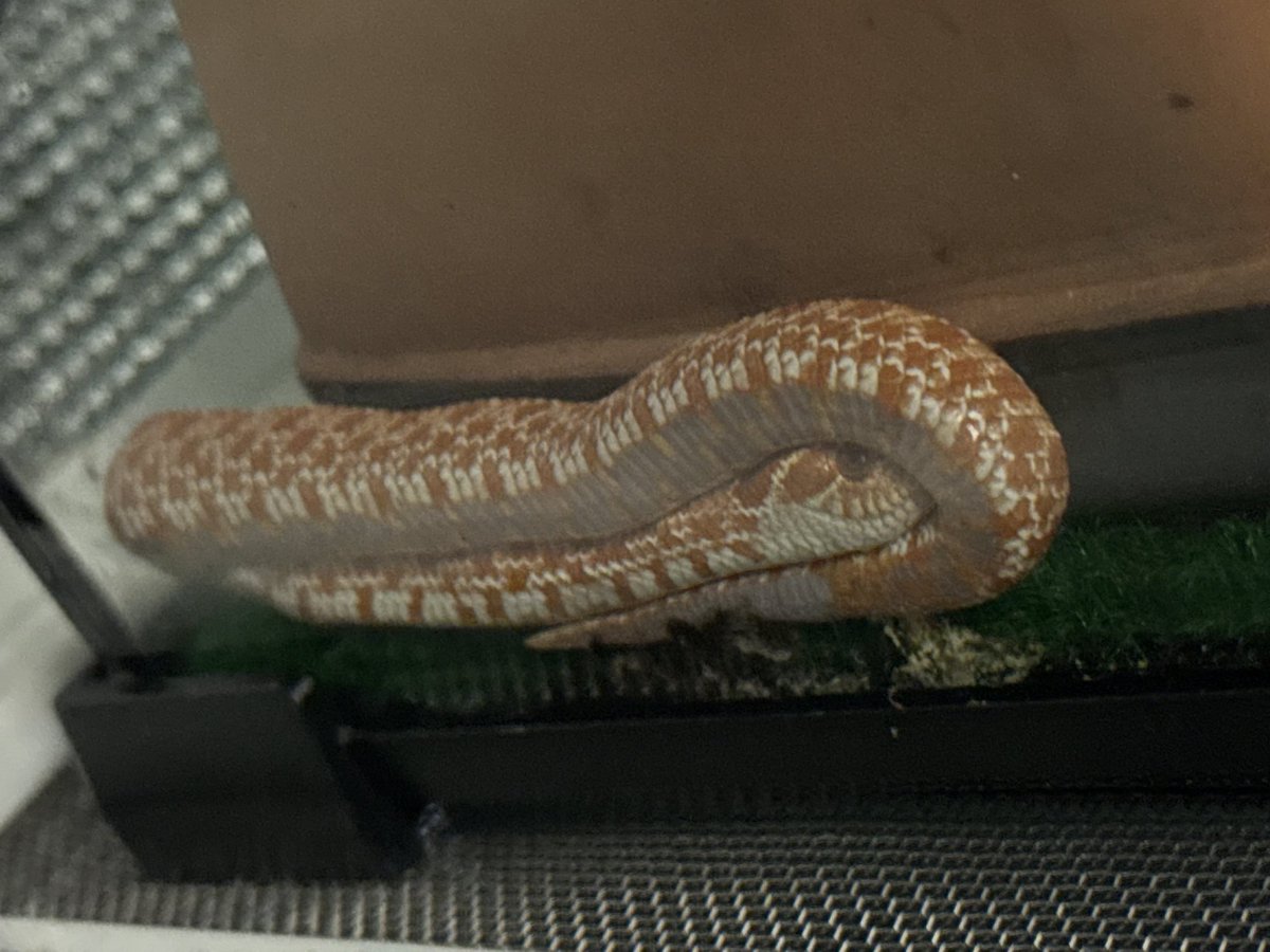 gama_bgp's tweet photo. 隙間に挟まって隙間に挟まってる🐍
#セイブシシバナヘビ https://t.co/ch6L6a7Vcu