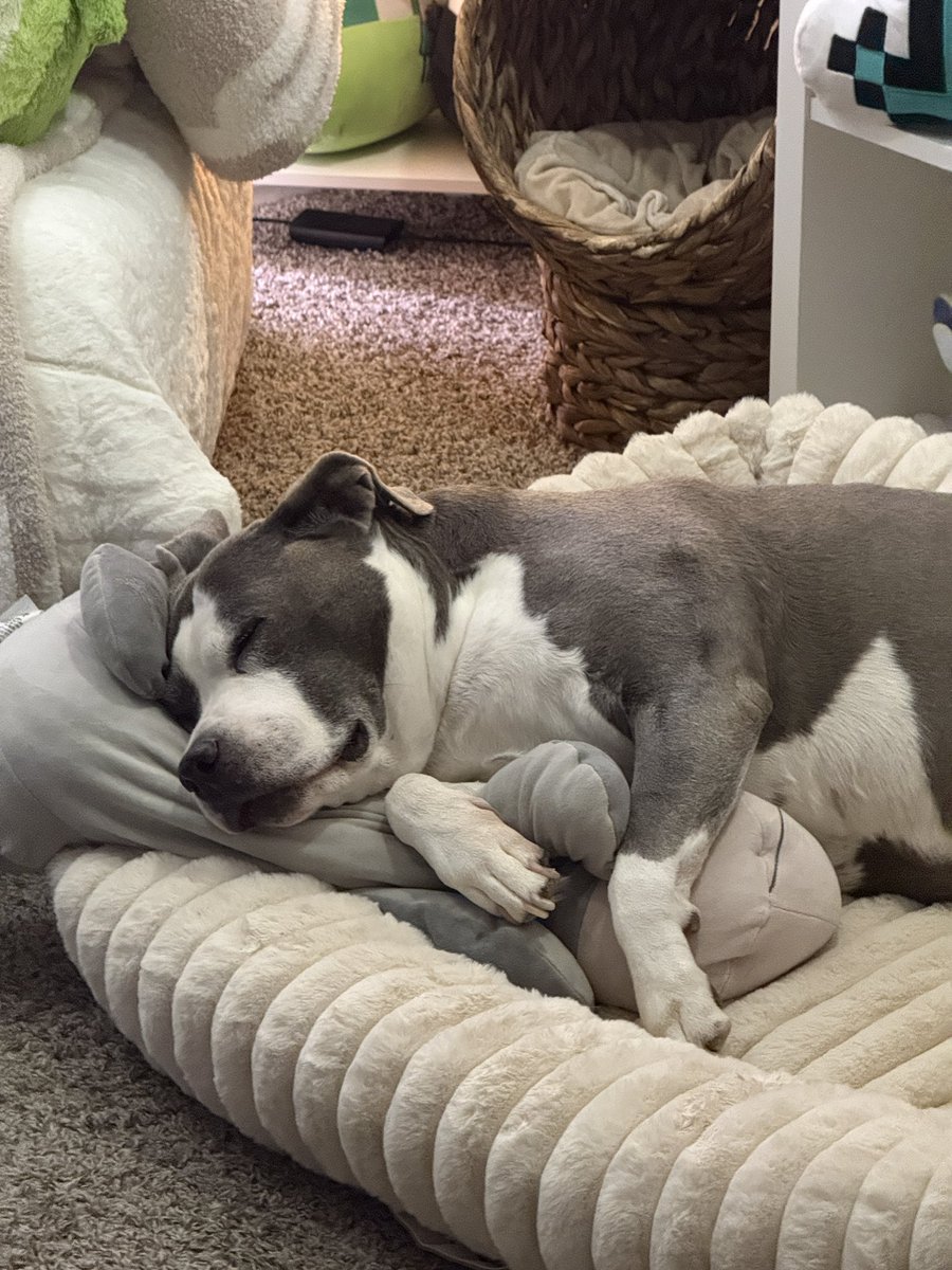 chillinwith_dev's tweet photo. Today TheMans and I said goodbye to our 13 year old pitty, Ava. Our chunky Eeyore doggo.

Sweet baby girl lived a long life and was dearly loved till her final moments. We’re heartbroken, but we know we made the right choice.

Hopefully she’s running around pain free with her man Dodge in doggy heaven 🥹

We will miss her forever

*Streams are currently TBD*