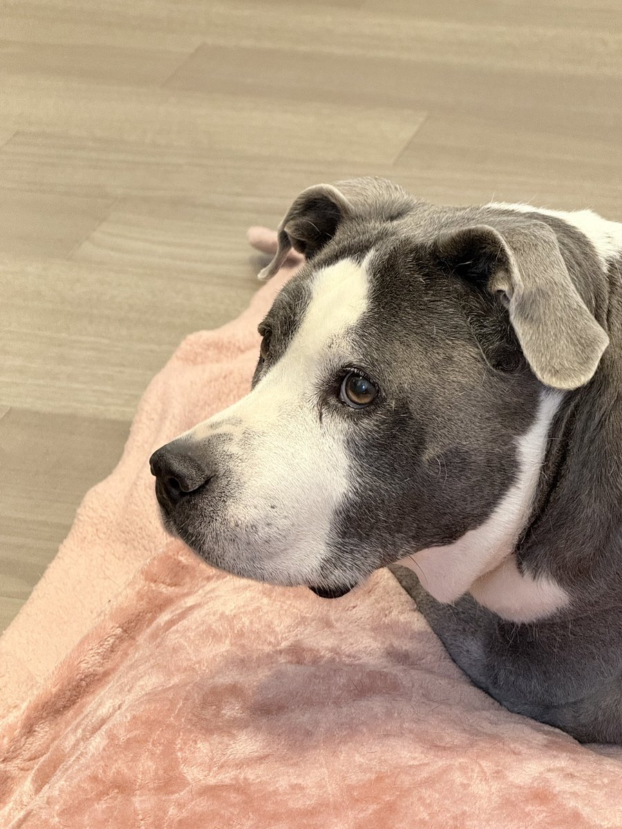 chillinwith_dev's tweet photo. Today TheMans and I said goodbye to our 13 year old pitty, Ava. Our chunky Eeyore doggo.

Sweet baby girl lived a long life and was dearly loved till her final moments. We’re heartbroken, but we know we made the right choice.

Hopefully she’s running around pain free with her man Dodge in doggy heaven 🥹

We will miss her forever

*Streams are currently TBD*
