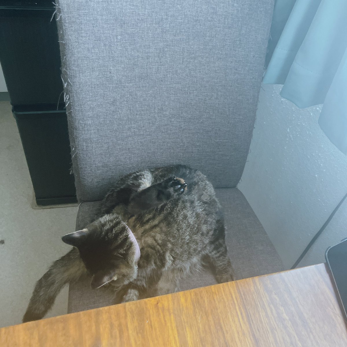 うめすいしょう tweet media