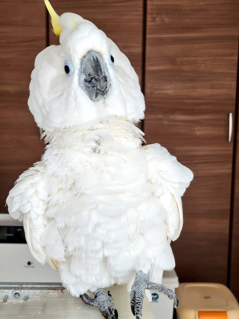oparing_'s tweet photo. 2026年春号のJAFMateの表紙のすずめさんすごくかわいいから見せてみたら、めっちゃ驚かれた！なぜ？
猛禽ちゃんに見えたのかなぁ…。
驚いたときのモコモコ姿も可愛いんだけどね〜(*´艸`)
  #JAFMate #すずめ https://t.co/OlGAPRzoKq