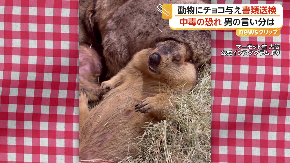 ライブドアニュース tweet media