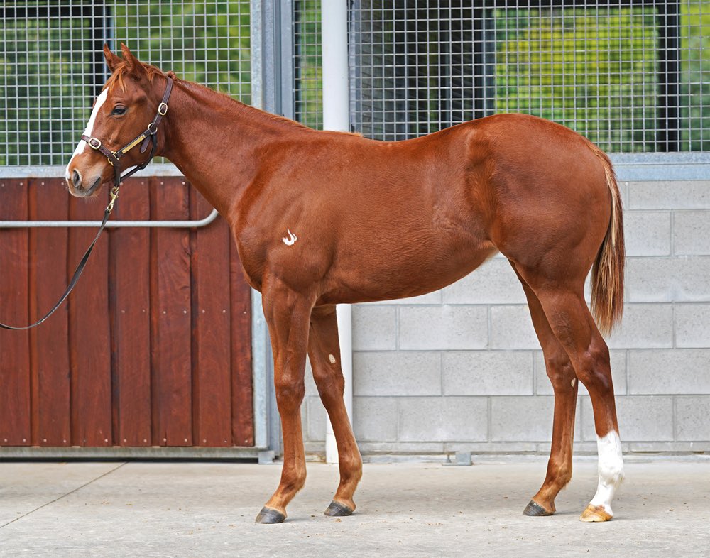 KennewellRacing's tweet photo. 🚨Purchased Lot 64🚨 

We left Mat Becker in charge and we got the filly we wanted‼️

This daughter of Don Corleone looks a really sharp early 2yo type and we are very happy to have secured her.

Those Extreme Choice bloodlines are very hard to resist.

Look forward to racing her in 2027

#sold
