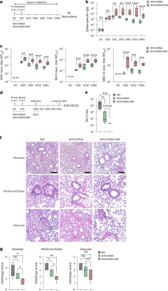 LabWaggoner's tweet photo. A glycan-based adjuvant expands the breadth and duration of protection of mRNA-based vaccines
https://t.co/p62Pexs5sd @Lo_Zanzi @harvardmed @kjena21 
@NatImmunol https://t.co/v90v6X0UCd