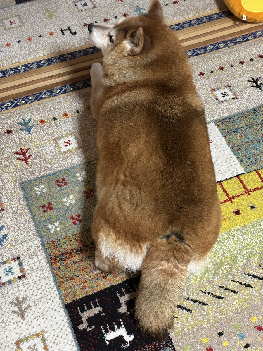 柴犬 まんてん tweet media