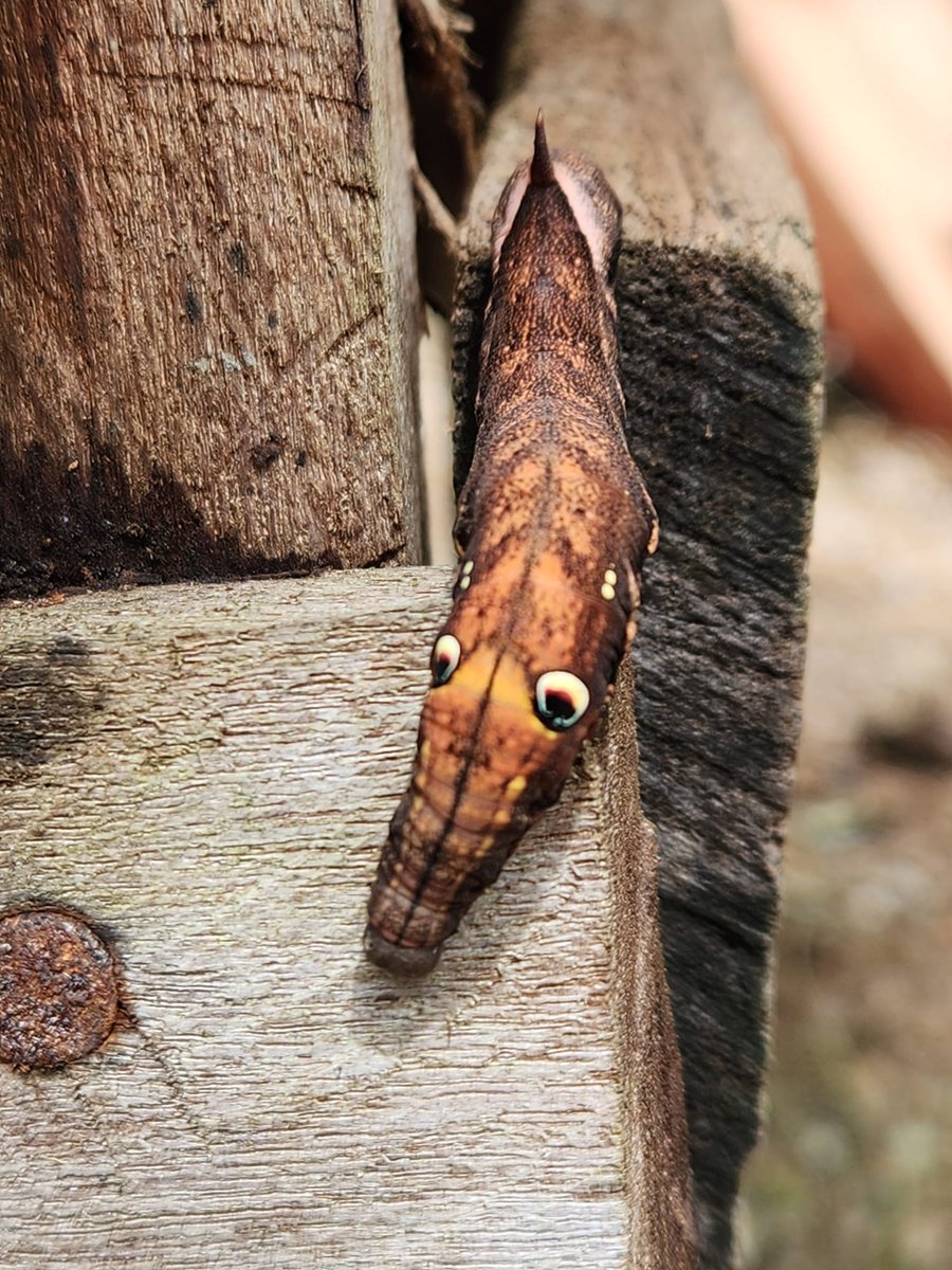 Elfa dos Insetos 🐛🦋 tweet media