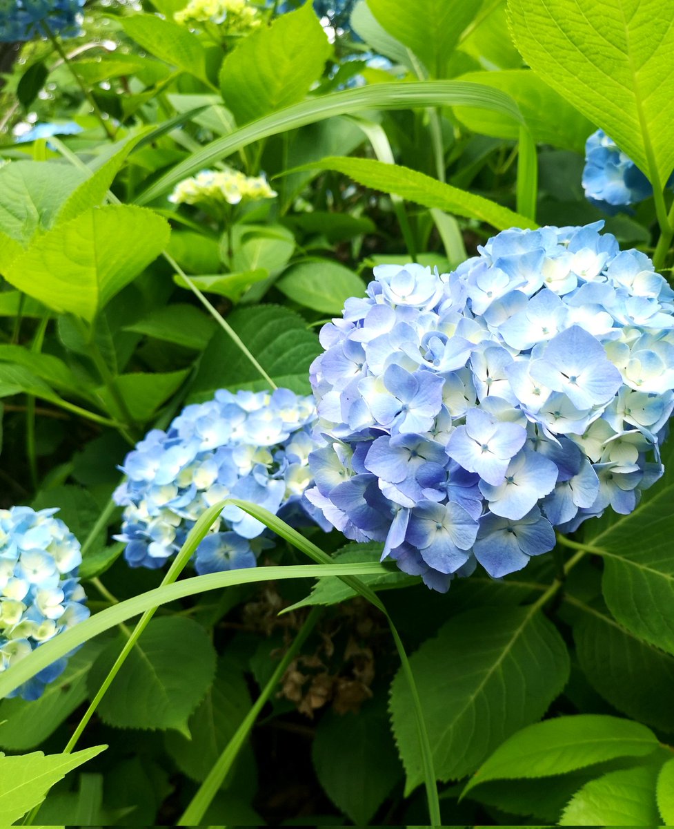 takeshi_mitsu's tweet photo. もう紫陽花が咲いてる！ https://t.co/kM1lCLVGrB