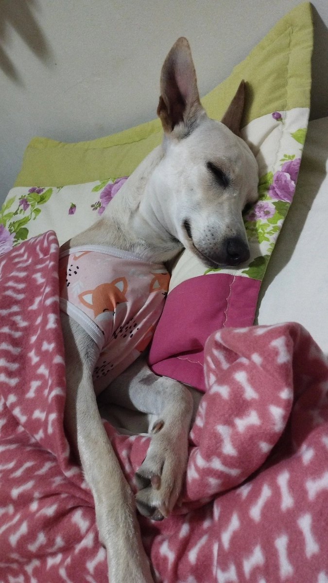 SteMalyne's tweet photo. @Viviifernande Eu tenho uma igualzinha, história também igualzinha 😍
 Ela é resgatada, salvamos uma a outra e tem sim vida de princesa!
Luz da minha vida ✨❤️ https://t.co/9DgSu2ZTDa