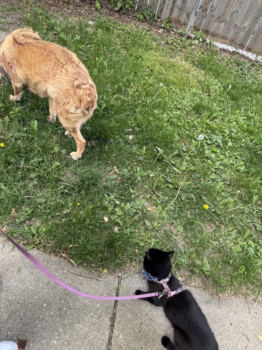 Lady and Hannah 🏳️‍🌈🐾 tweet media